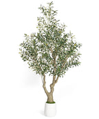 Decoway Artificial Olive Tree with White Planter, Multiple Heights-7ft-2-Homde